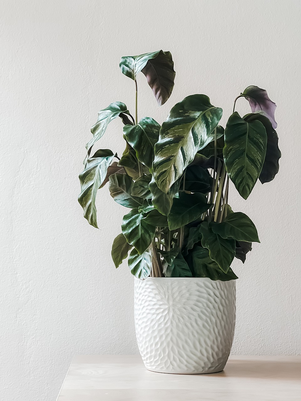 Common Mistakes in Caring for Low Light Houseplants and How to Avoid Them